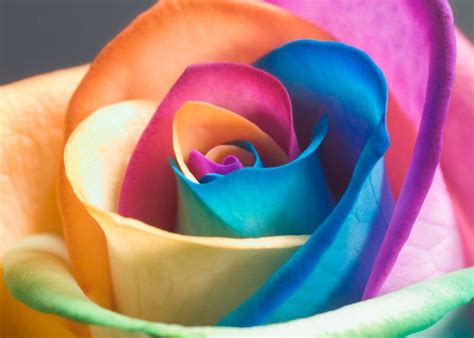  Il vaso a fiori dai mille colori: un'esplosione di vita e spiritualità